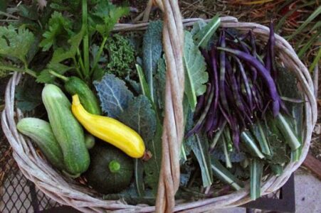 HOMEGROWN Life: What We Learned From Our Year Without Groceries Image